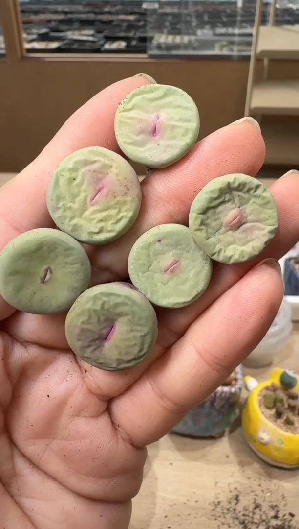 222多肉植物肉锥一颗