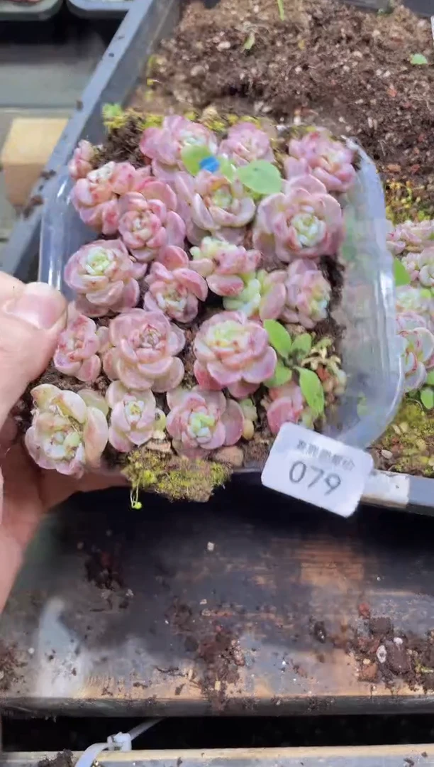 【闪购商品】079天鹅绒量拍1盒