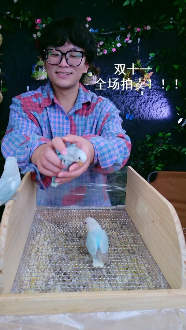 桃脸牡丹鹦鹉桃脸牡鹦鹉