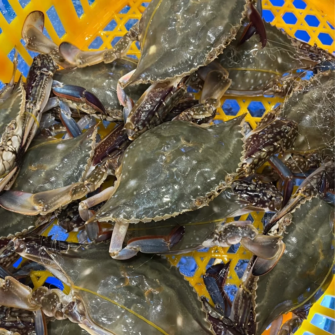 【冻蟹】顺丰三斤装3-4两每只梭子/蟹全母蟹海捕飞蟹8-10只3两左右