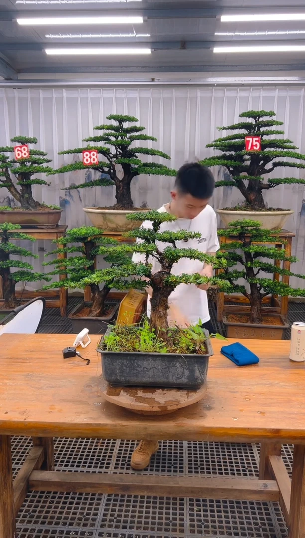 无花朵中*精品盆景直播间一物一拍