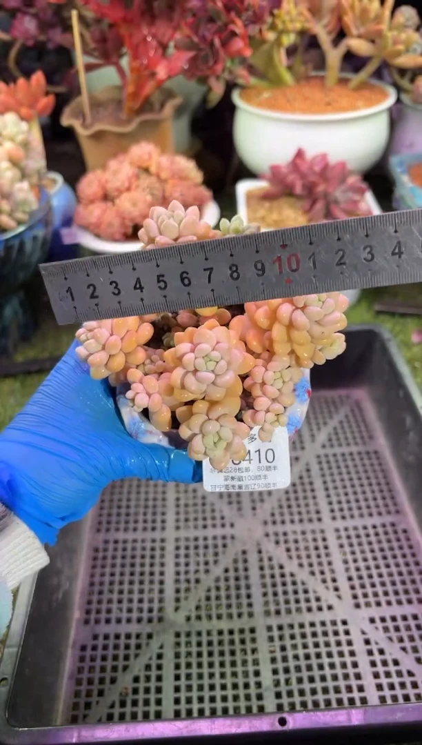 【闪购商品】08410