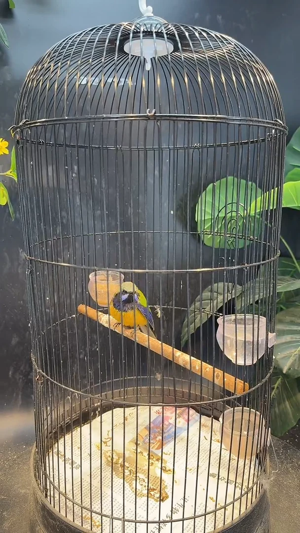 虎皮鹦鹉72号橙腹养笼0元起拍