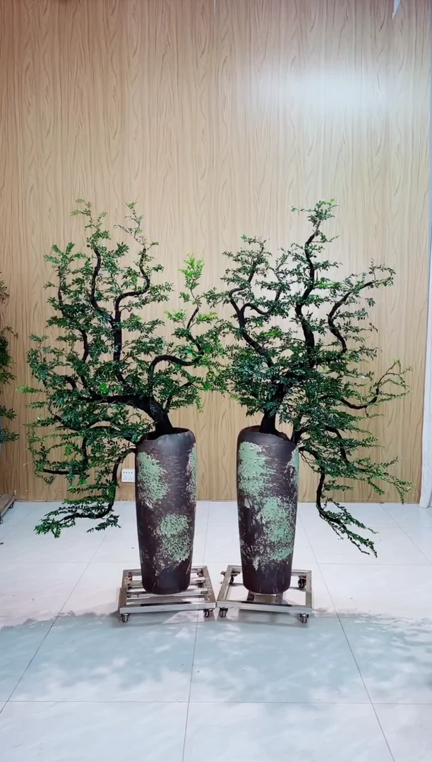 完全开放小叶紫檀黑骨茶一物一拍