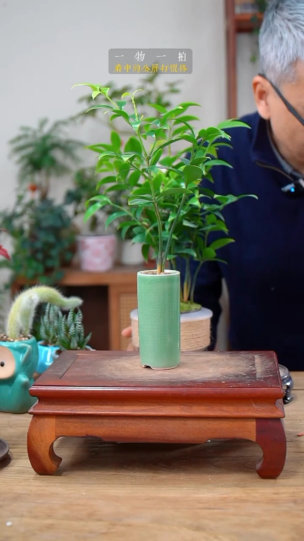 完全开放代*竹柏083