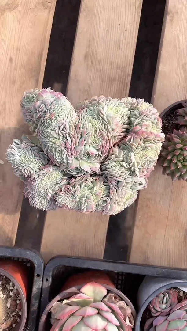 缀化   脱土发货