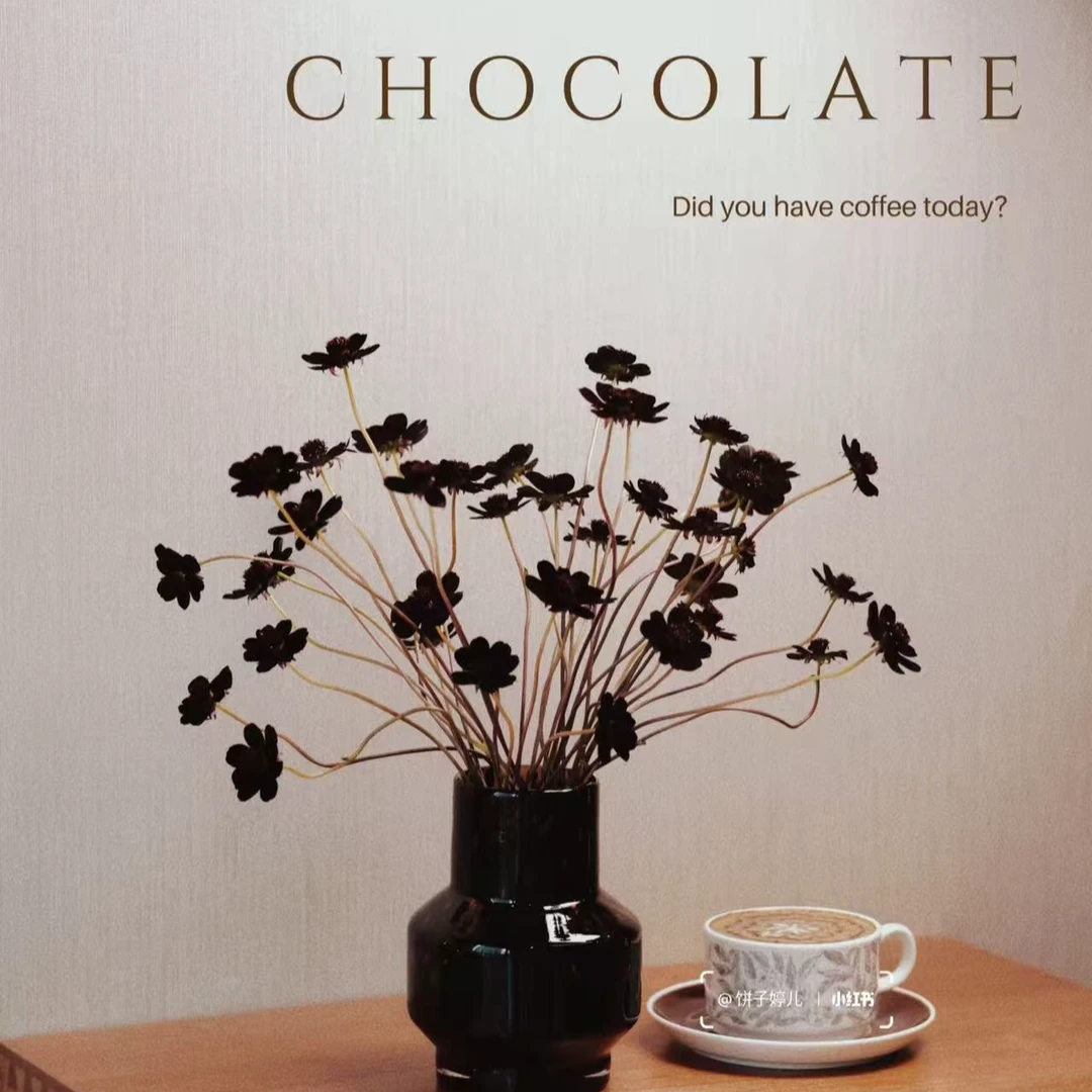 【小帅专属|巧克力秋英】花期长 新手友好 鲜切花 灵动花材