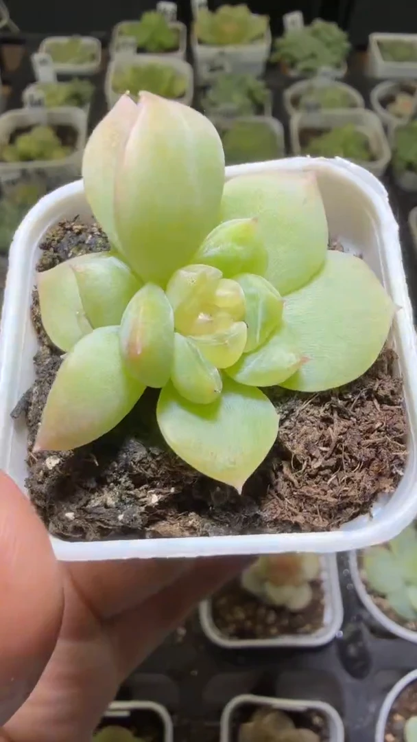 1470  谪仙多肉植物
