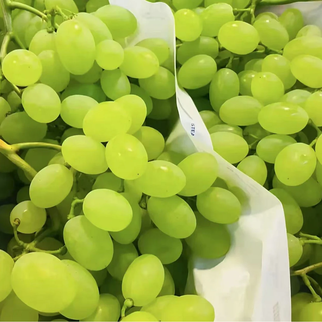 【现摘现发】葡萄维多利亚青提葡萄新鲜采摘青提葡萄g山东省