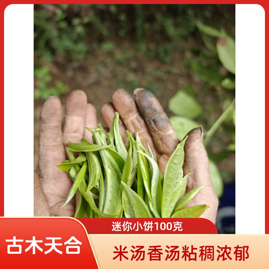 观沧号【古木天合】米汤香汤粘稠茶气足回甘生津持久迷你饼8克/片