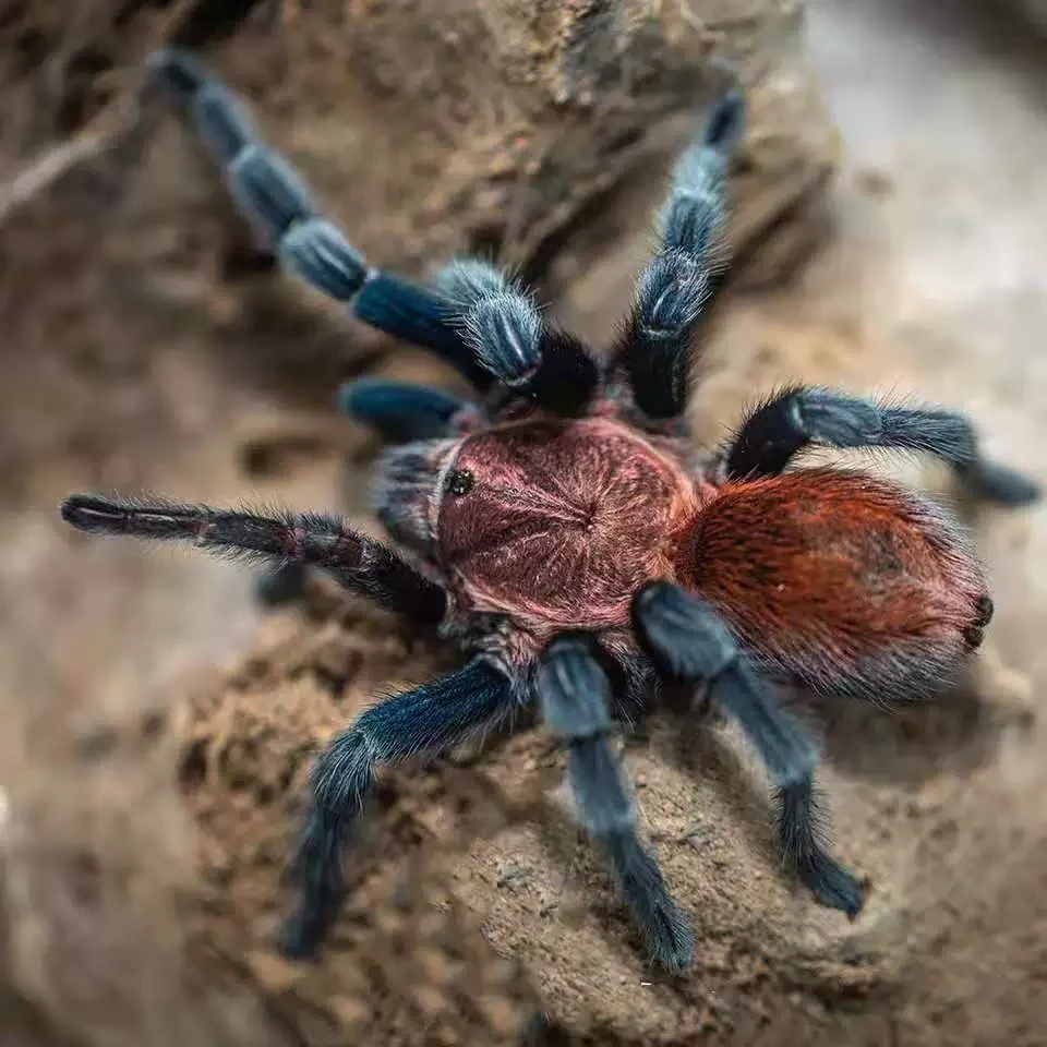 墨西哥帕帕蓝腿 高端宠物蜘蛛 上手温顺 新手好饲养