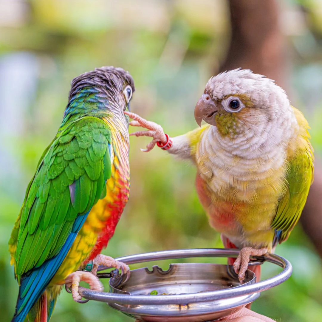 伊【顺丰包邮｜学人说话】亲人手养｜宠物鹦鹉包活