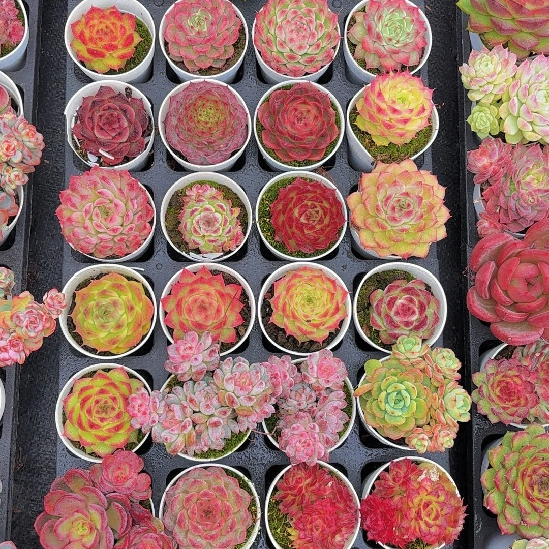 【华威园艺多肉】精控小多肉（501-600）1月3号晚