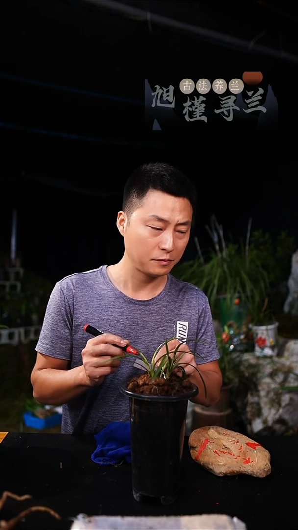 当前无花栽培后可以开花I****w春兰蛇斑（一物一拍）