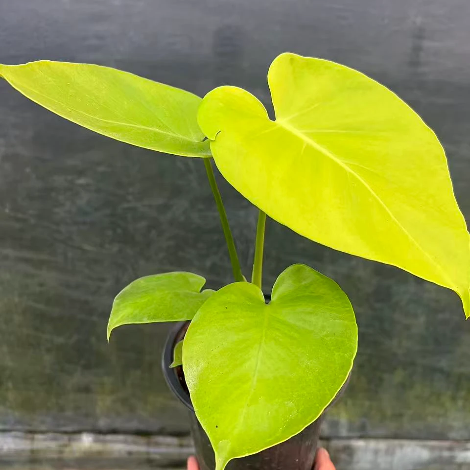 黄黄黄中苗一物一拍