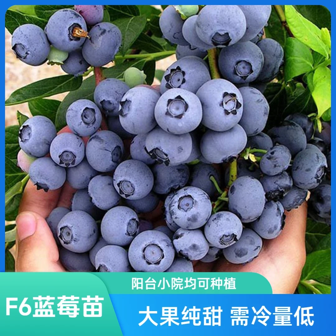 【F6蓝莓树苗】果苗盆栽地栽均可种植组培庭院培育易成活结果