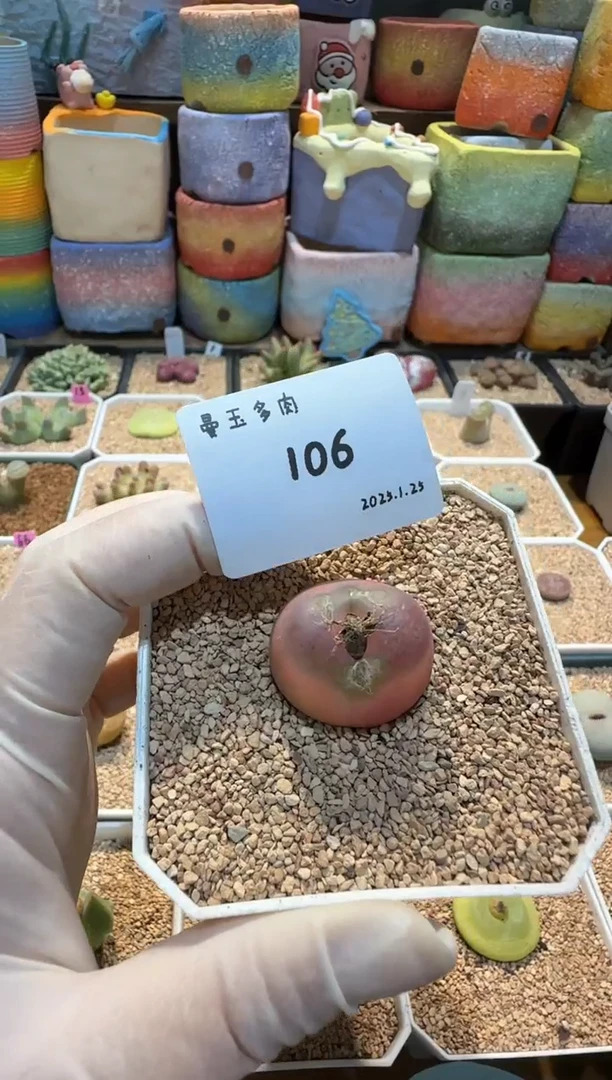 【闪购商品】25.1.25-106叮叮猫