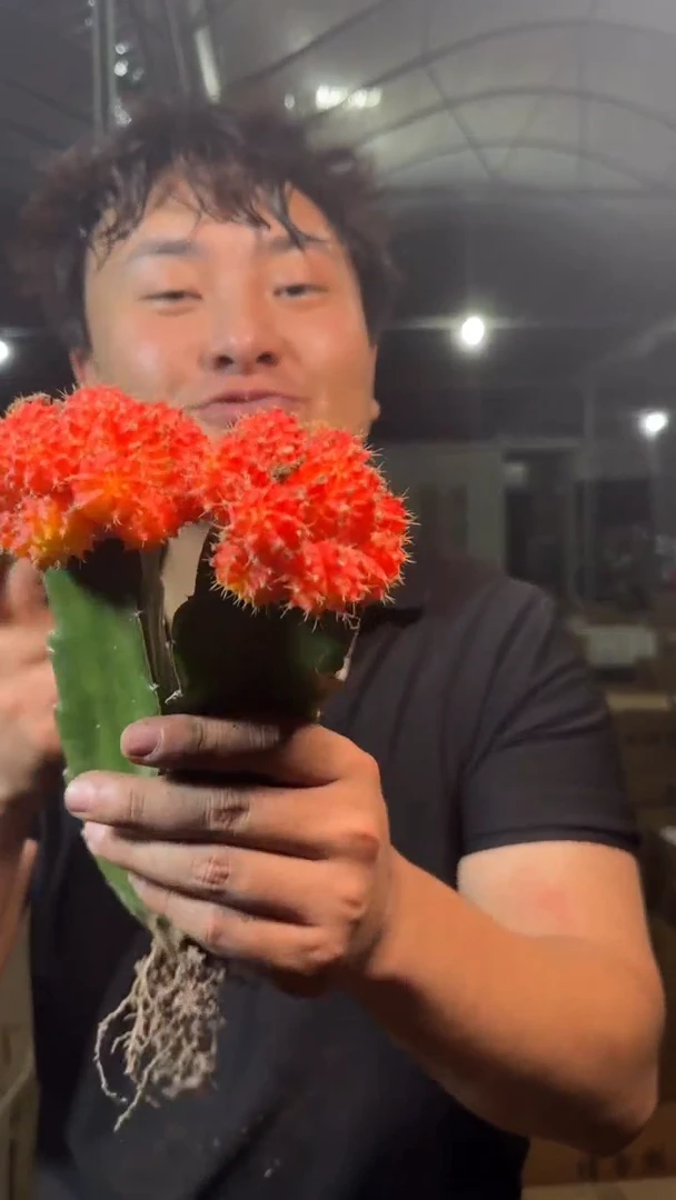 3颗 红牡丹自然锦【嫁接】