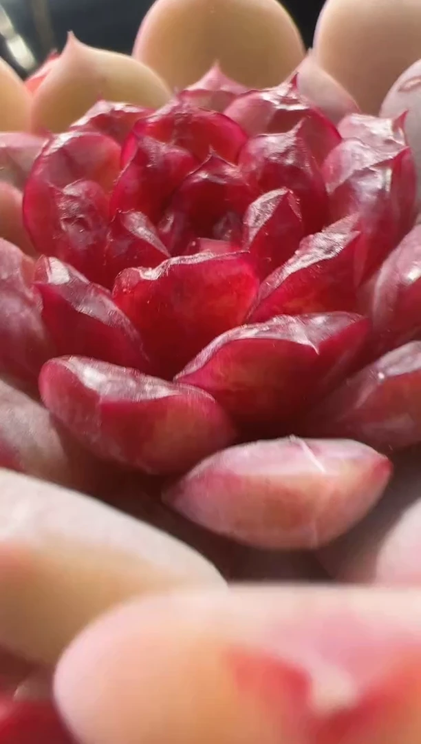 【闪购商品】小灯泡-8