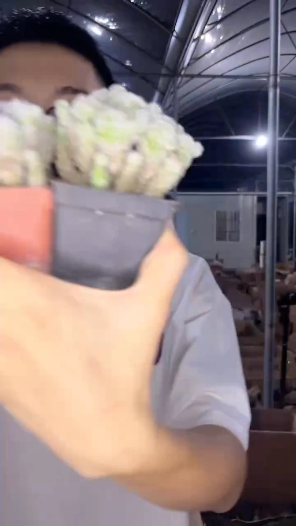 3颗 白鸟【带盆土】