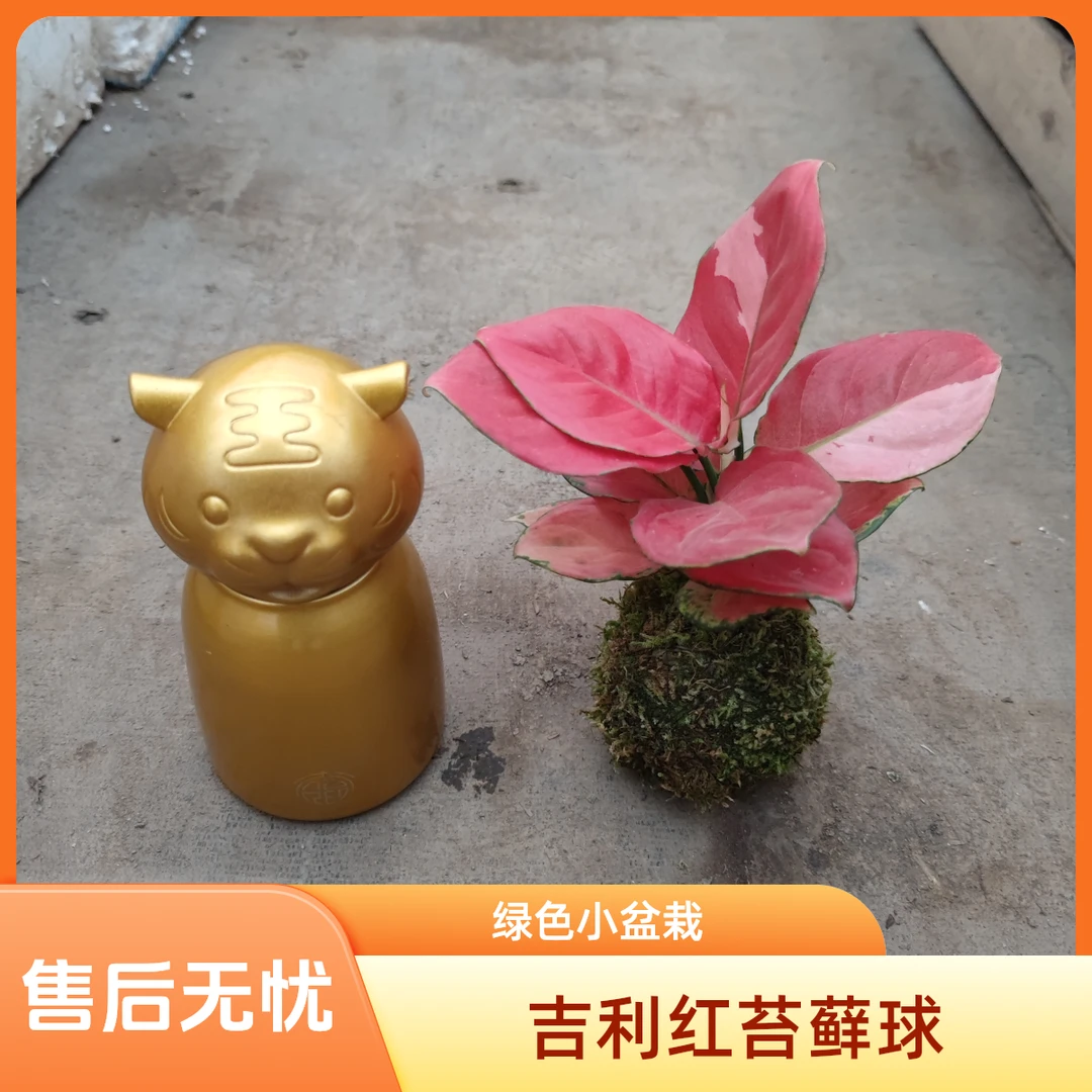 吉利红水培苔藓球小绿植盆栽办公室内吸甲醛中国红四季观叶小盆栽