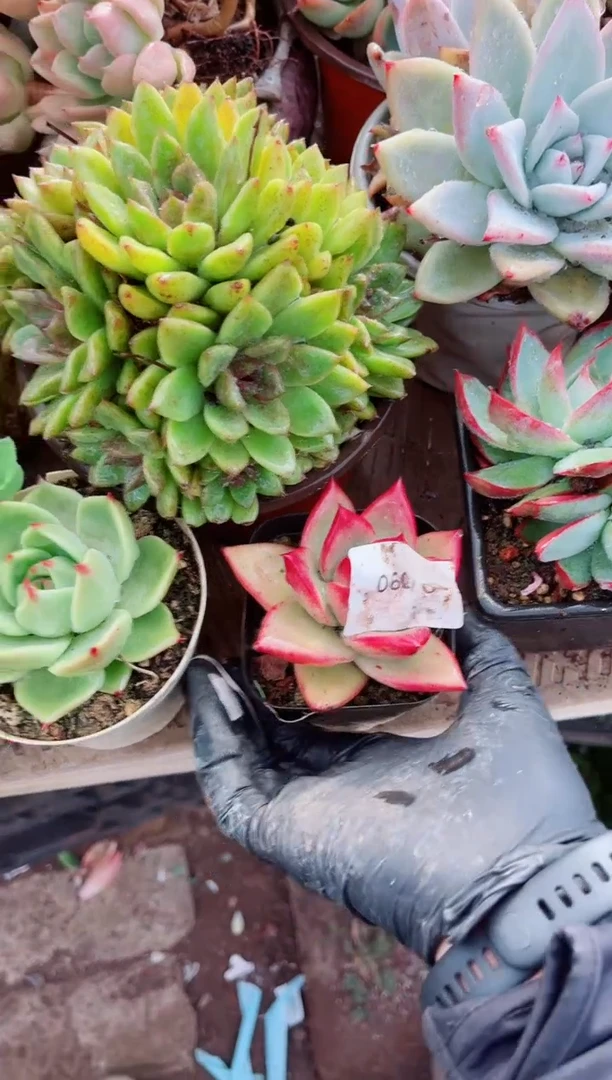 07090多肉植物一物一拍