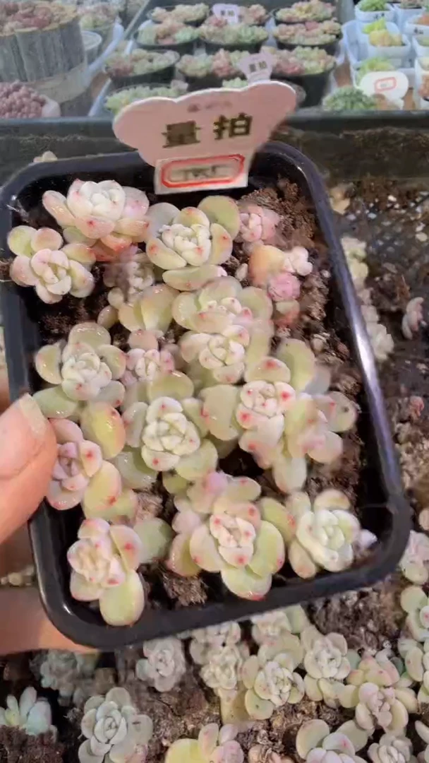 T015切糕1盒 量拍多肉植物