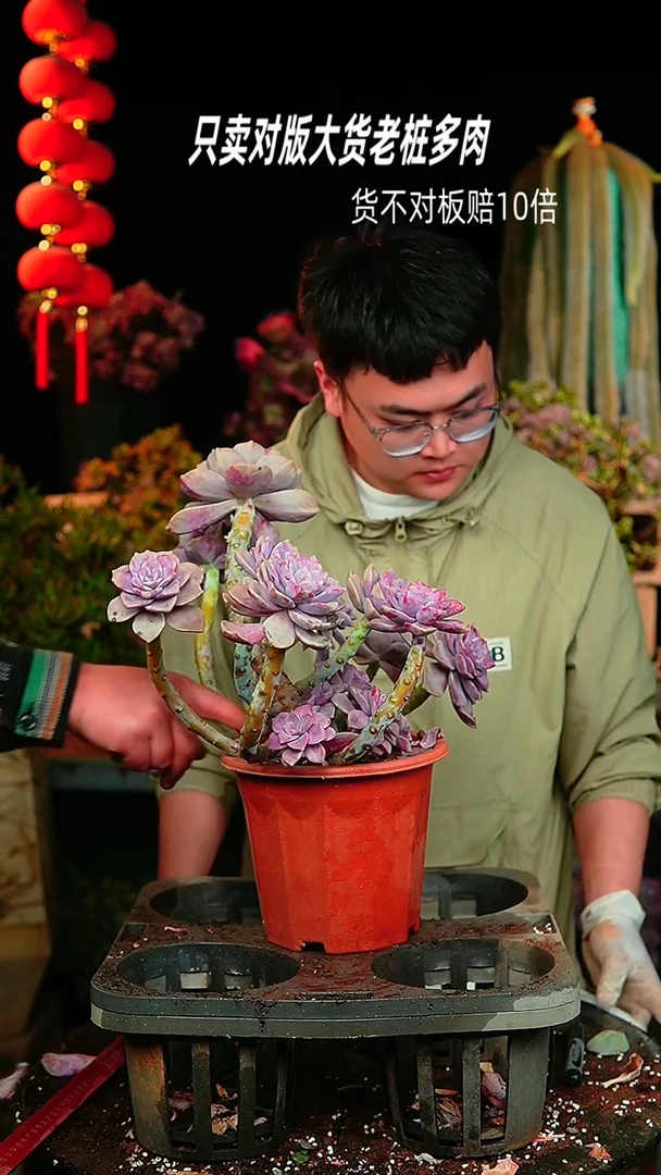 【闪购商品】88号树形大紫乐