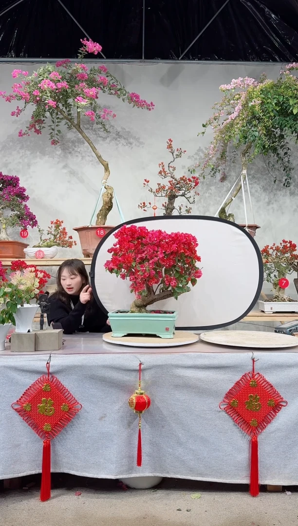 【闪购商品】盆景四季同安红