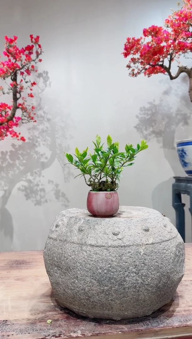 【闪购商品】盆景栀子花