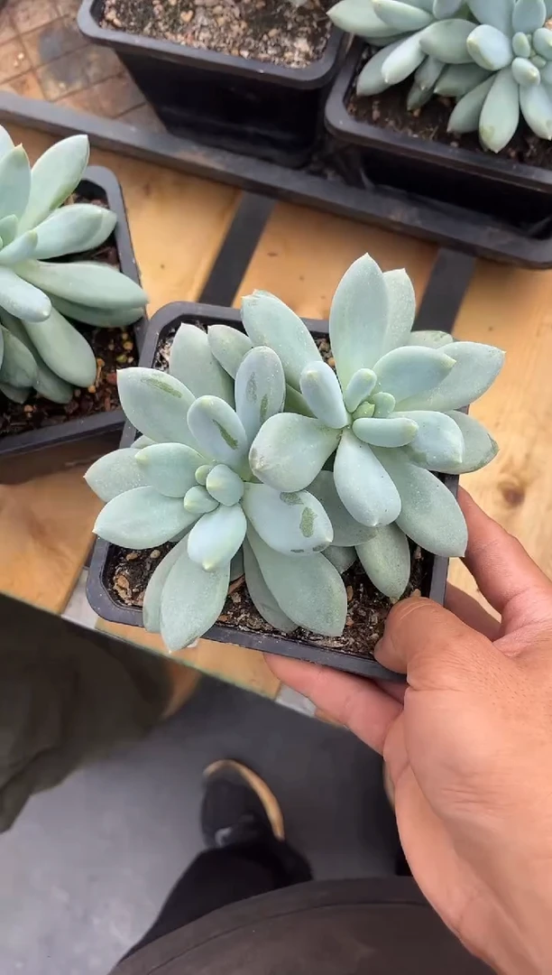 胖体哥特萝莉