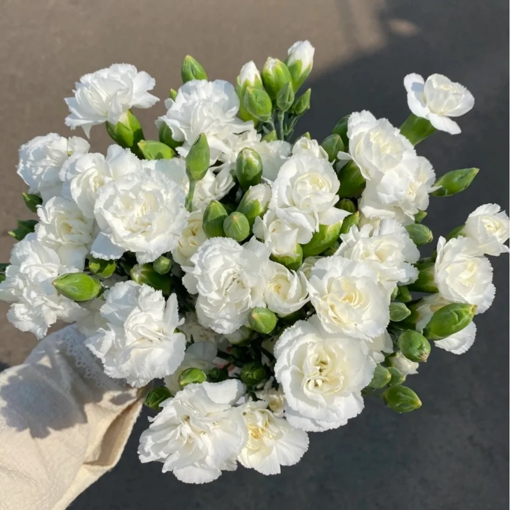 【多头康乃馨】云南鲜切花基地直采鲜花 家养送礼