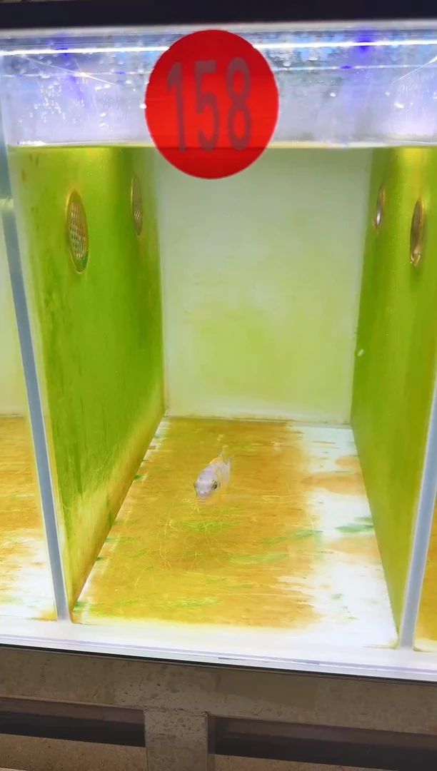 慈鲷三湖慈鲷158