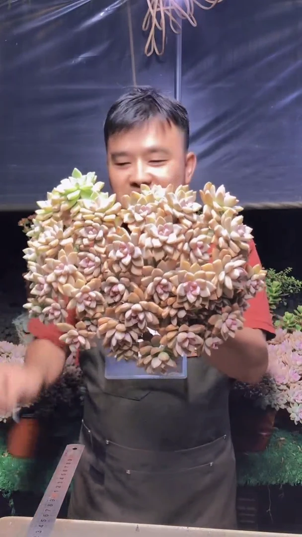 182淡雪缀化一物一拍