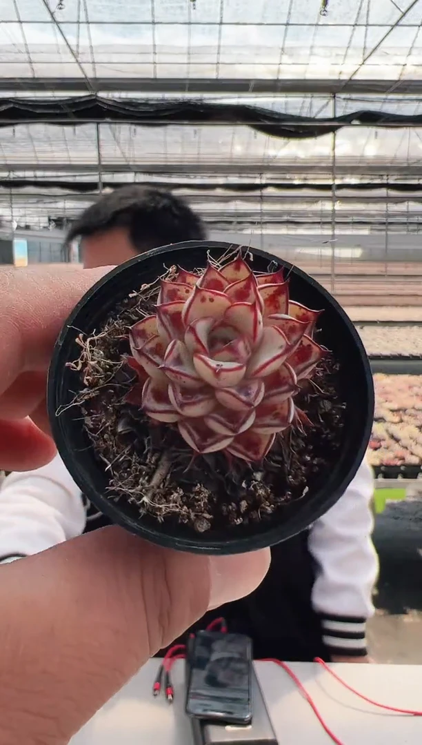 【闪购商品】新款多肉-40