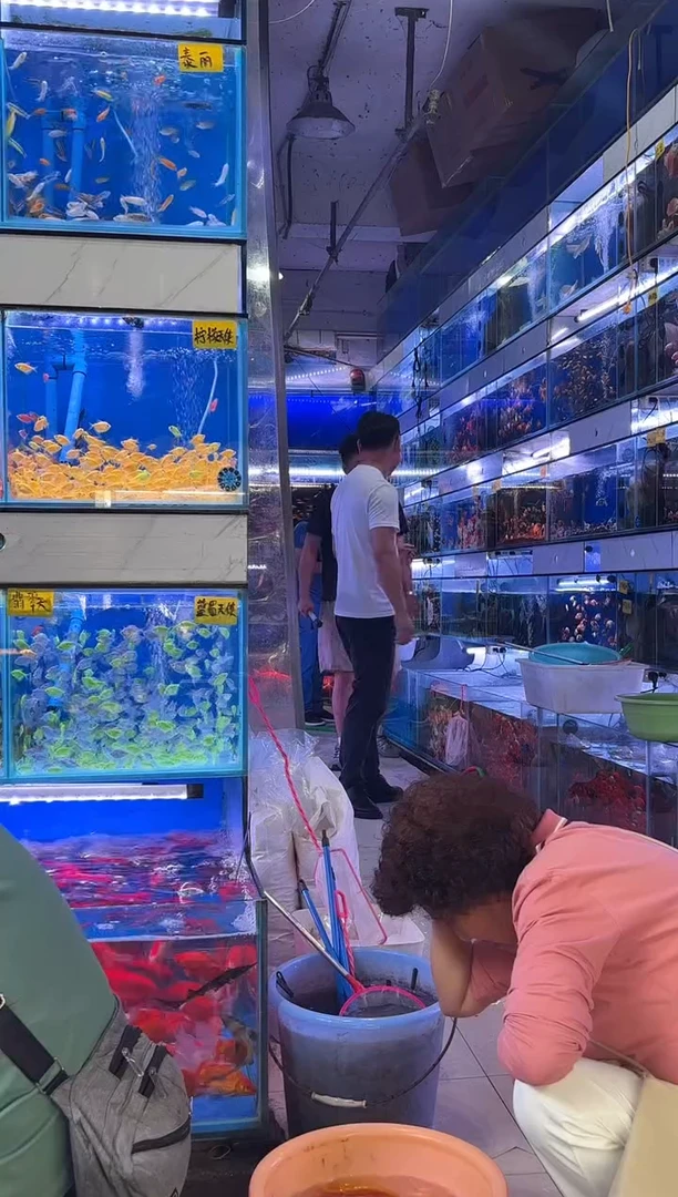 孔雀鱼天空蓝1对，大全红1对，大象牙白1对，火烧云1对