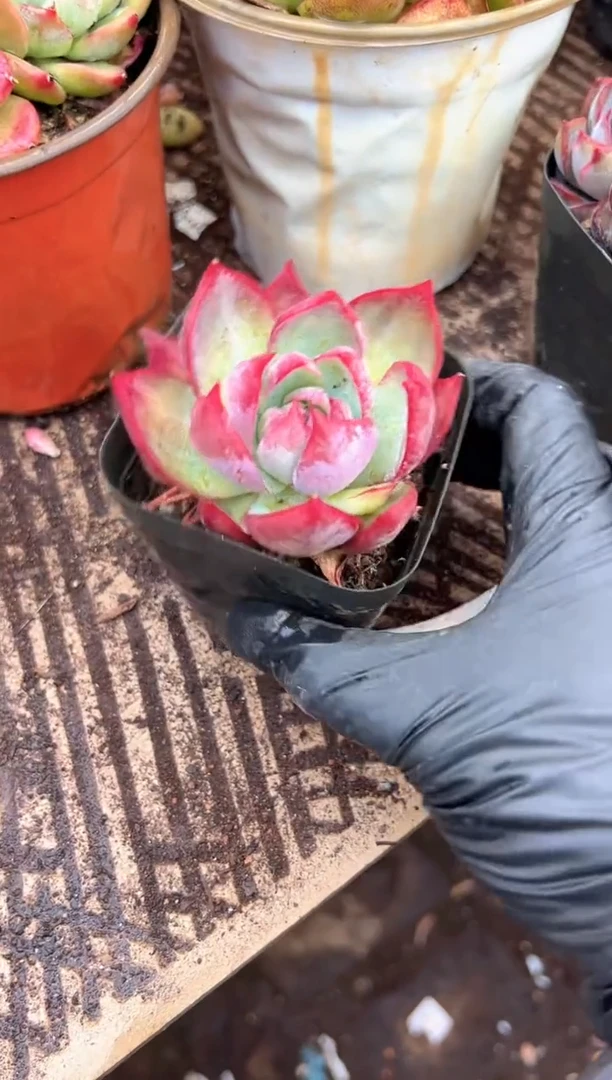 哈***姐多肉植物一物一拍20221