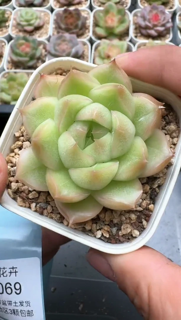 068C云禹多肉植物 带盆土纸巾打包 3颗包邮