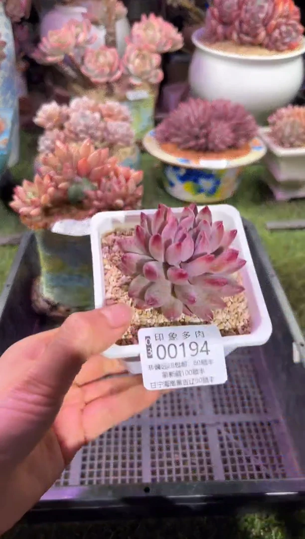 【闪购商品】00194