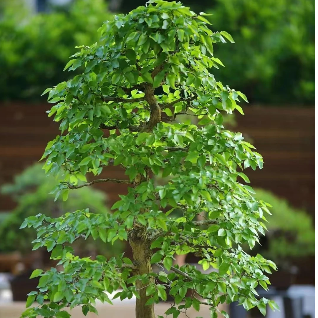 鹅耳枥，千斤榆，盆栽，绿植园艺，花卉，工艺造型，造型盆景