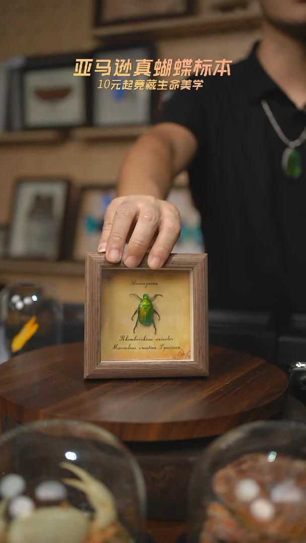 绿萝花金龟未展翅复古版4寸木纹方框