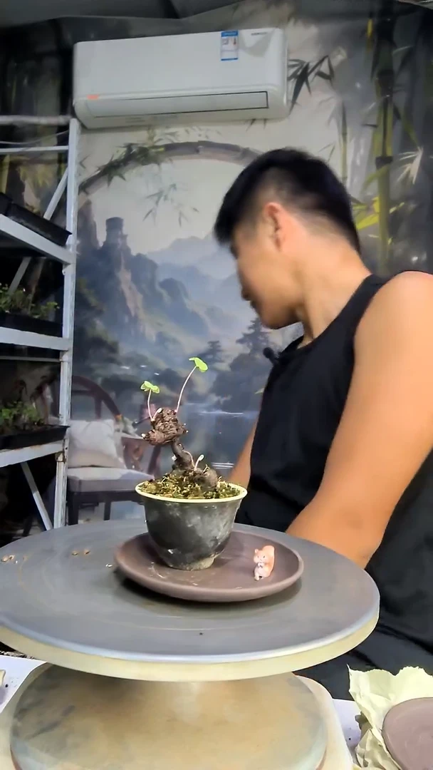 M***杨中青园艺一物一拍56