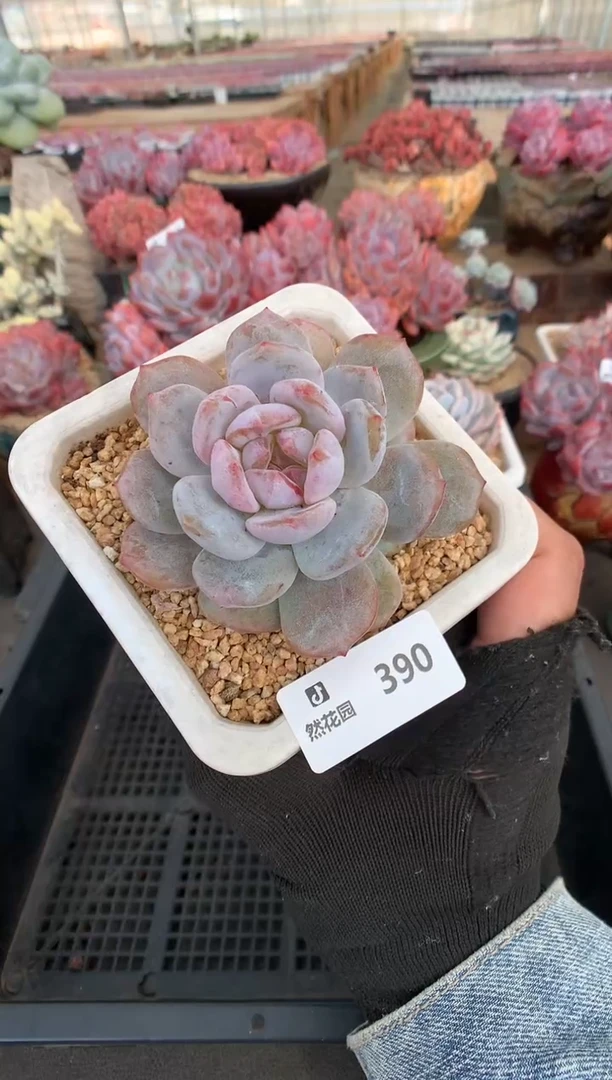 390梦露锦一物一拍