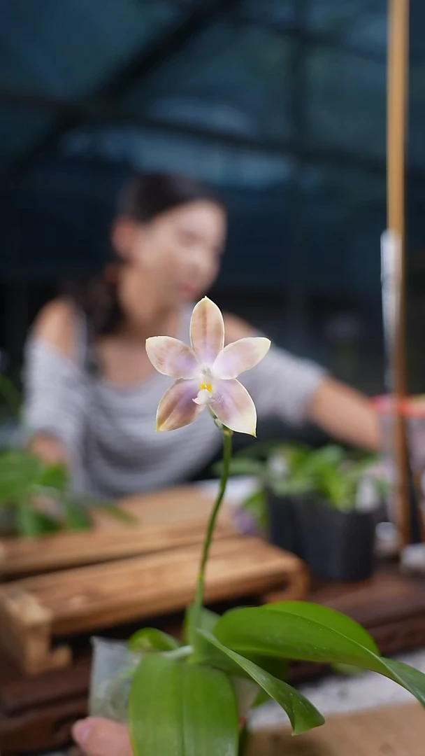 完全开放001 紫色光晕绝美