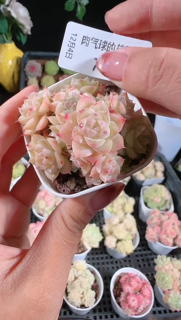 1204-778多肉群生不包整