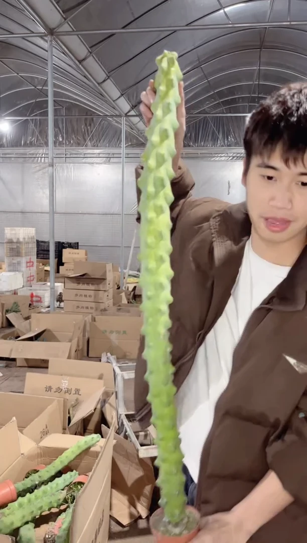 【闪购商品】高70cm+ 福禄寿【带根】