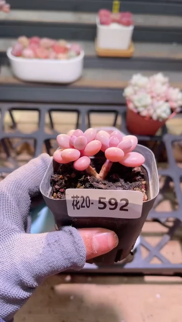 【闪购商品】20-592桃蛋