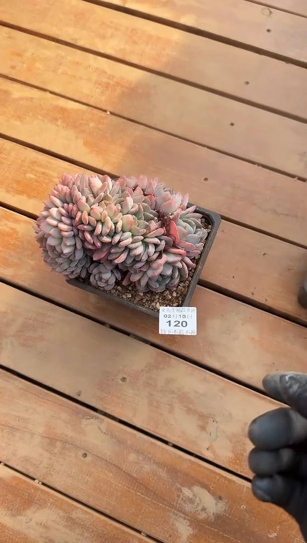 【闪购商品】0210-120全明星大群