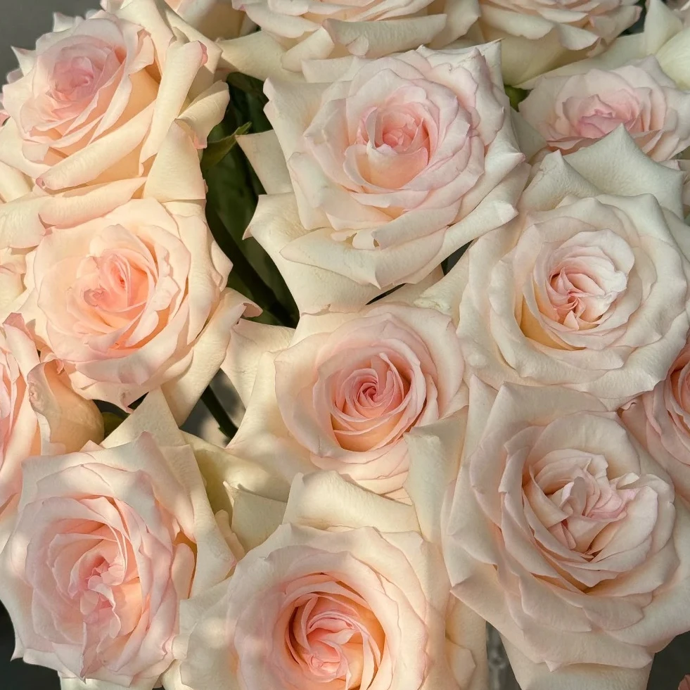 【北方玫小朵玫瑰&香水女人】浅粉 花期持久 一单韵达两单顺丰包邮