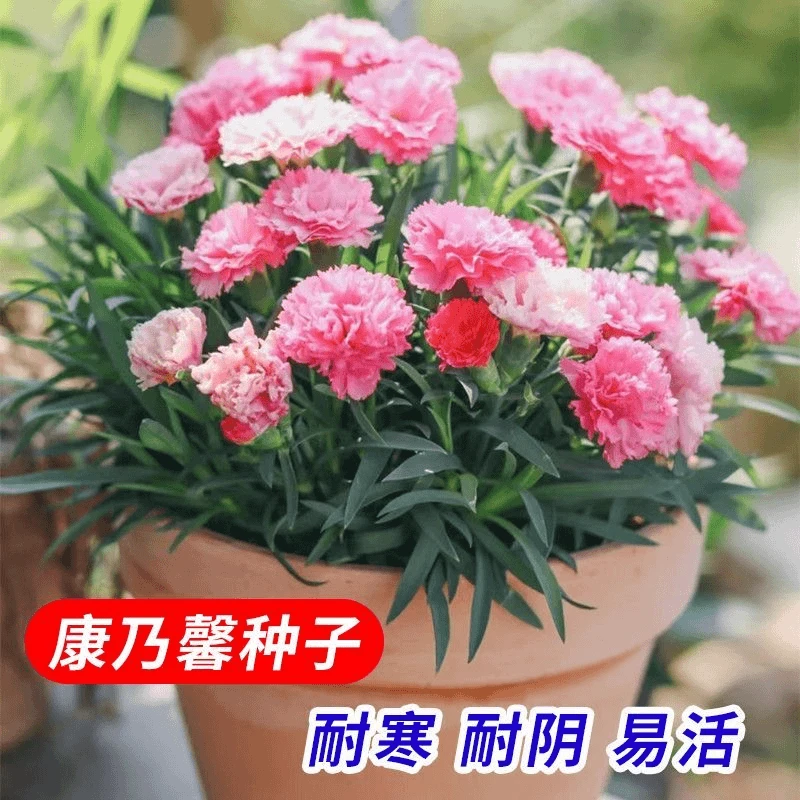 混色重瓣康乃馨种子四季开花美观盆栽耐寒易活绿植花卉种籽